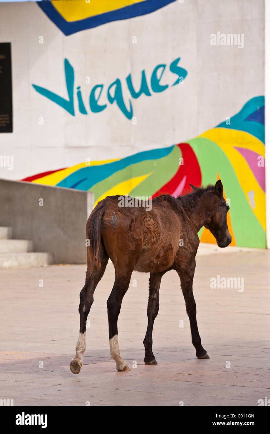 Wild paso fino horses walk through the Isabel Segunda town square on Vieques Island, Puerto Rico. Stock Photo