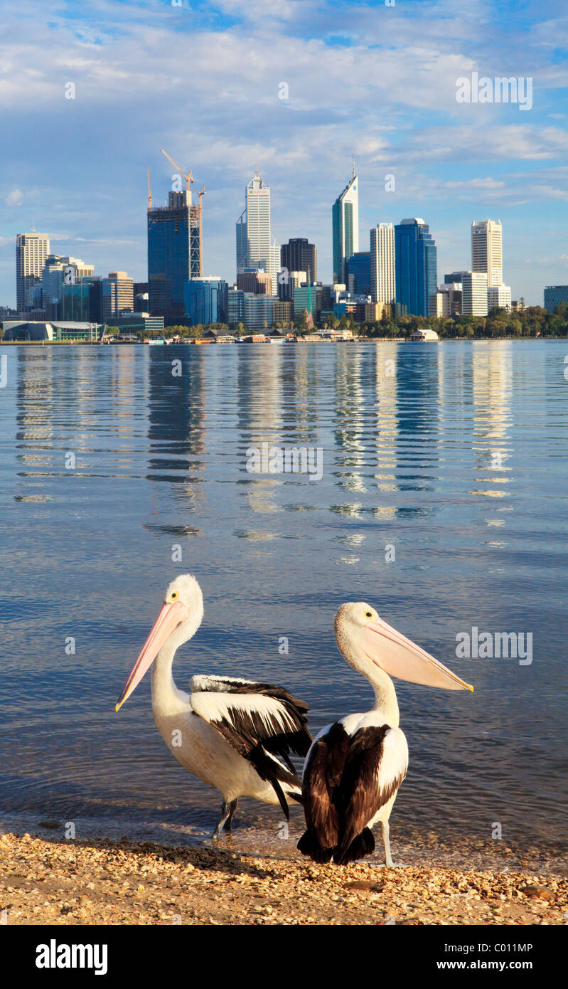 Australian Pelican (Pelecanus conspicillatus) beside the Swan River. Stock Photo