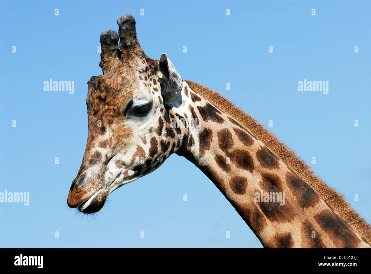 Portrait of giraffe (Camelopardalis) on blue sky background Stock Photo