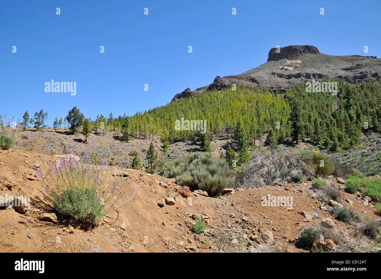 Mountain and forest at spanish Tenerife in the Canary Islands Stock Photo
