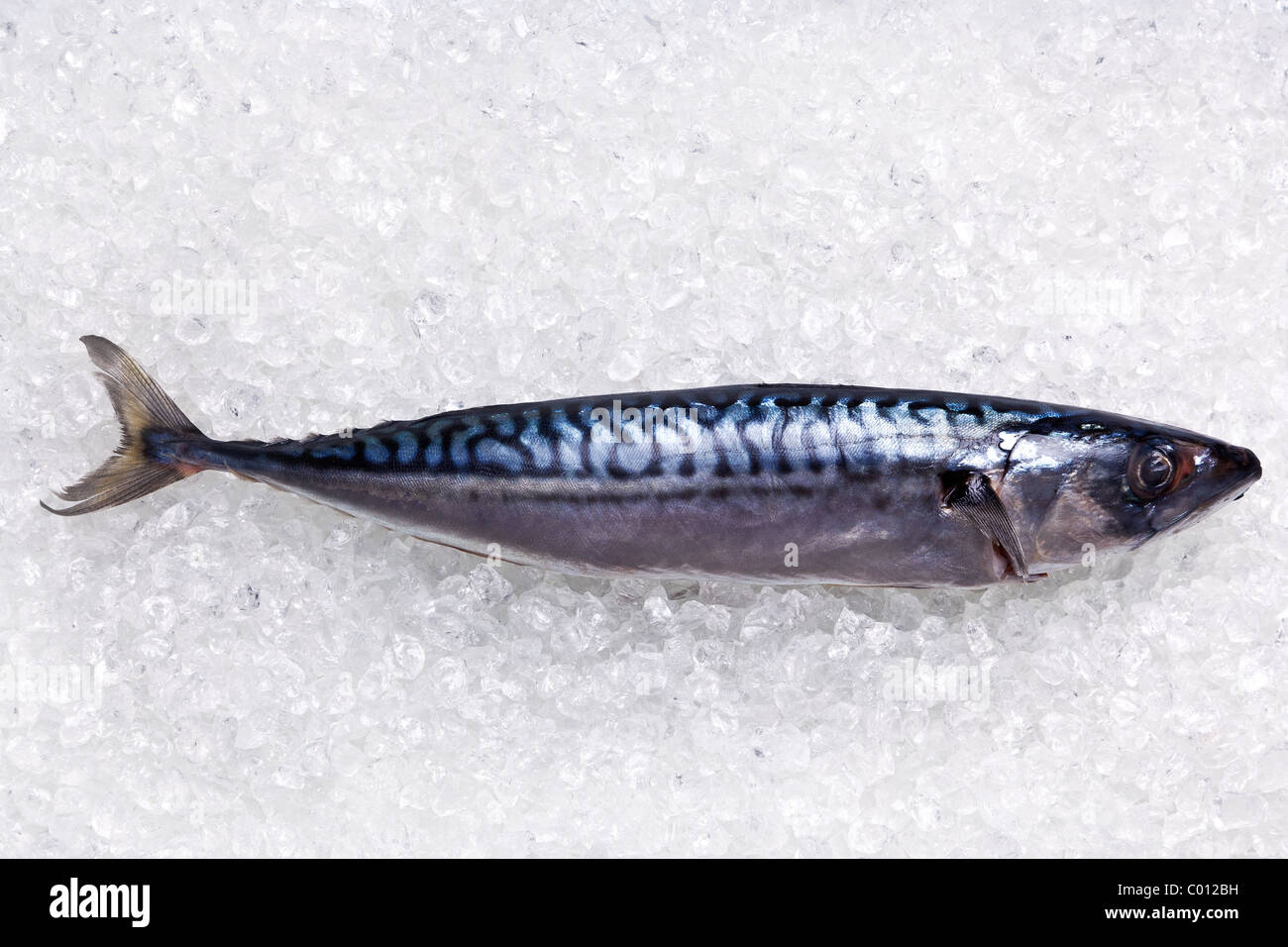 Photo of a whole fresh mackerel on crushed ice. Stock Photo