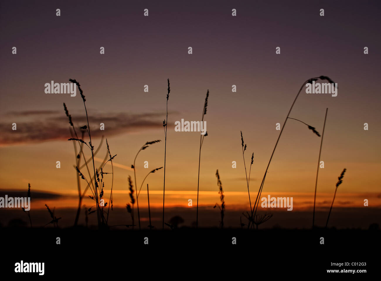 Grass Sunset Stock Photo