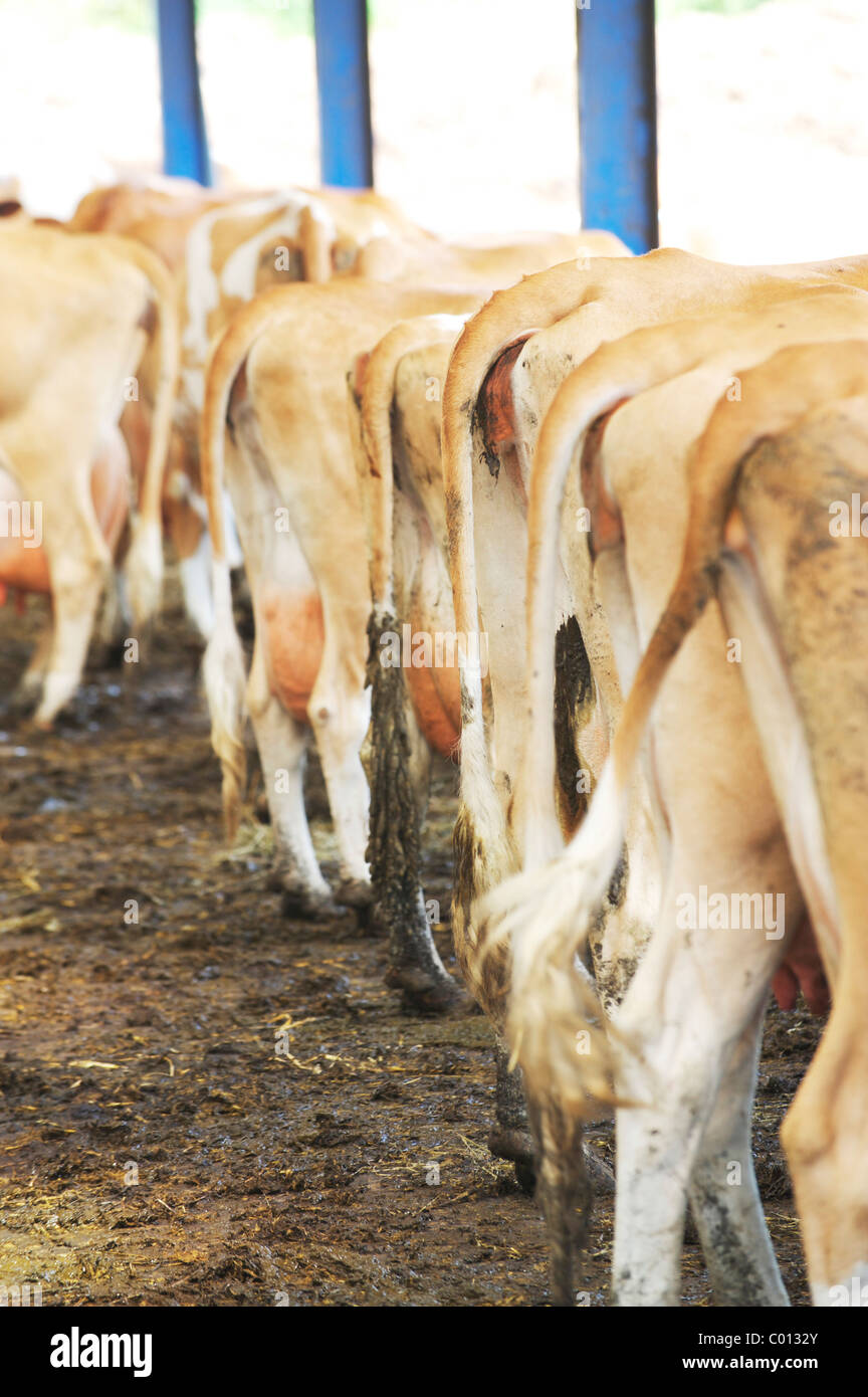 dozens of cows waiting in milking shed in local farm, showing their backside Stock Photo