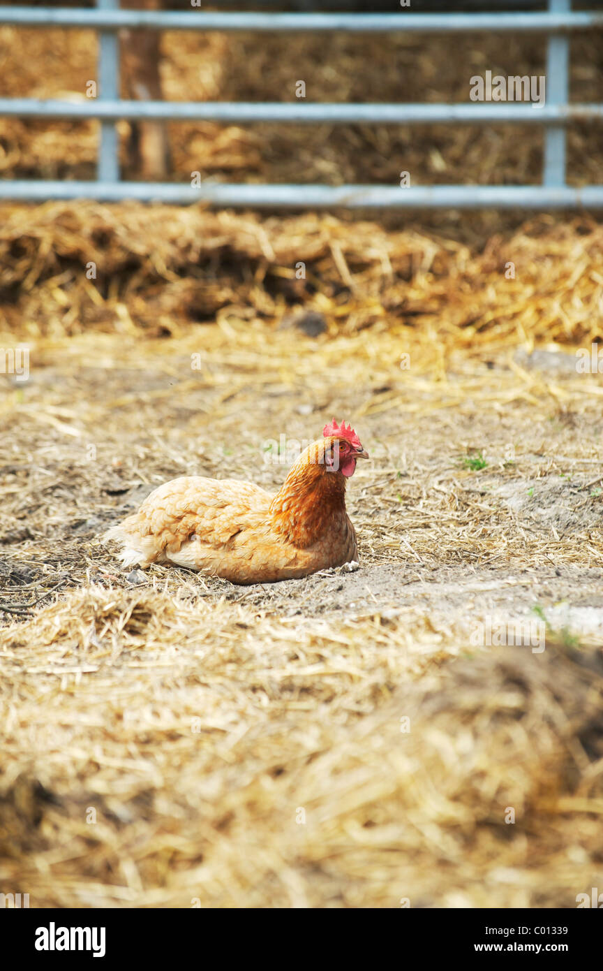lone chicken sitting in the farmers yard Stock Photo - Alamy