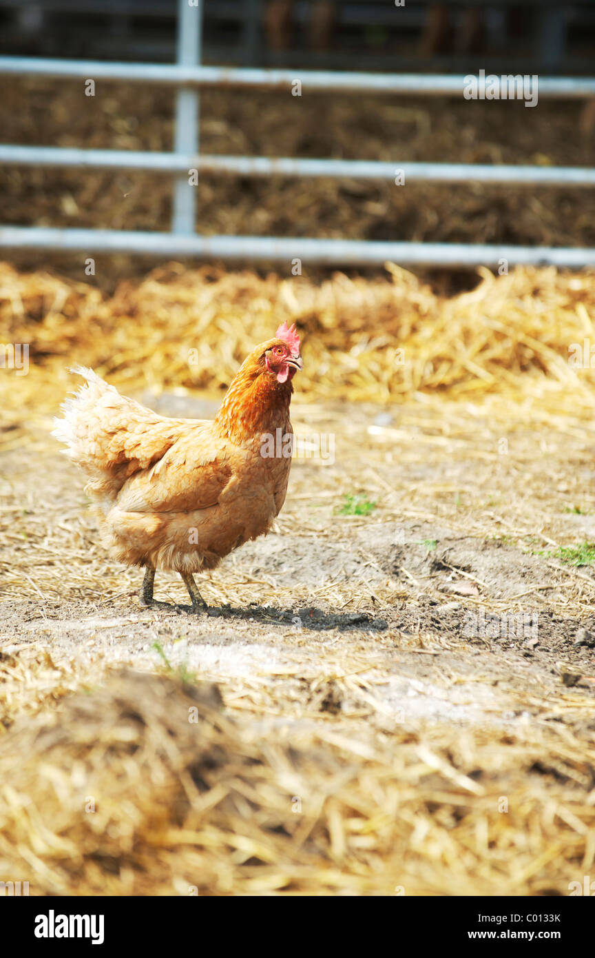 lone chicken standing in the farmers yard Stock Photo - Alamy