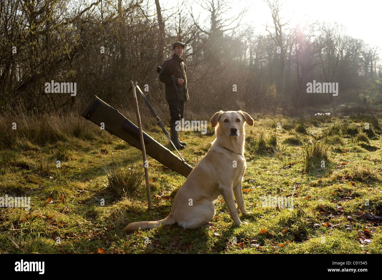 A well trained Labrador gun dog sits obediently awaiting instructions