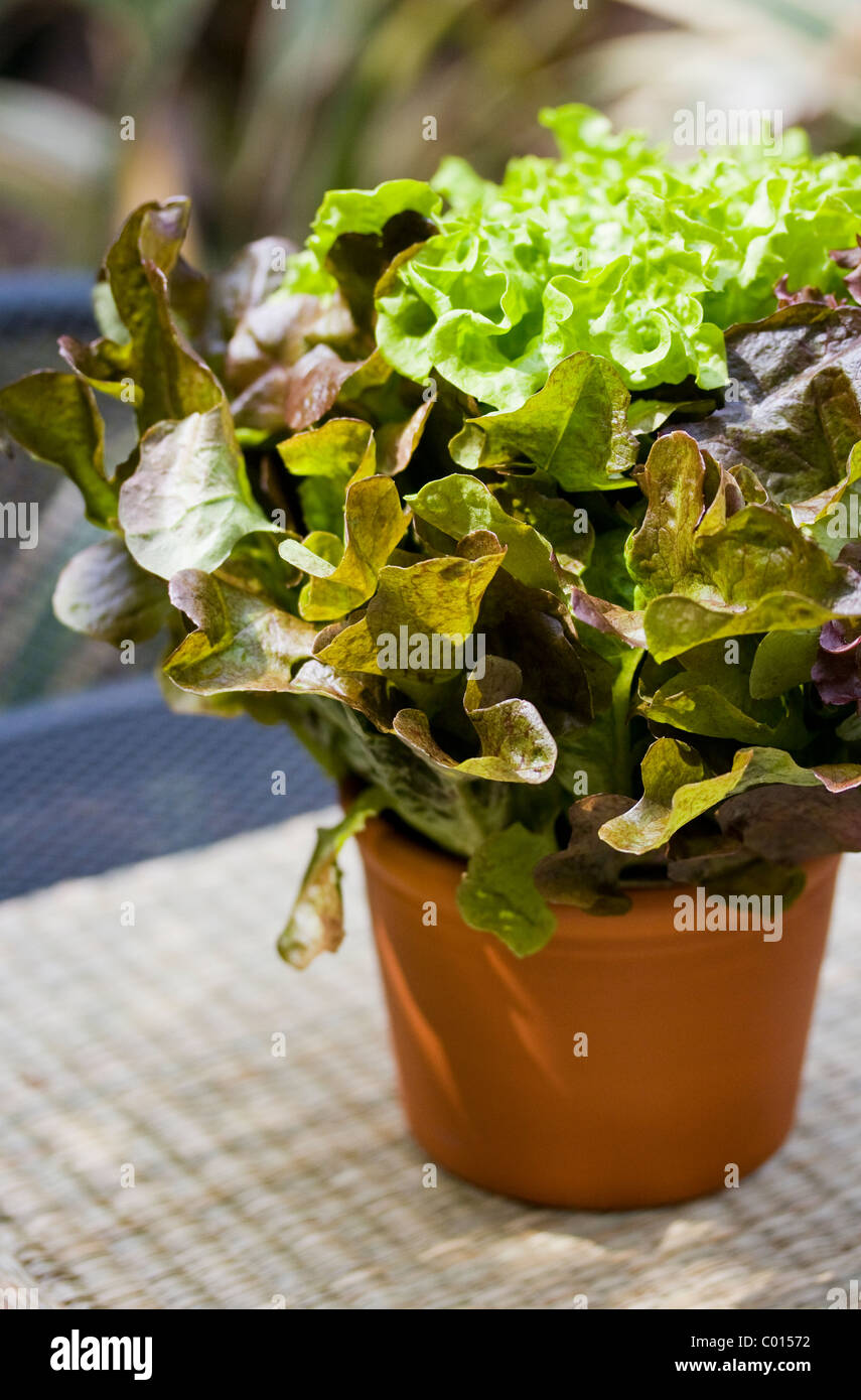 Lettuce growing in pot Stock Photo Alamy