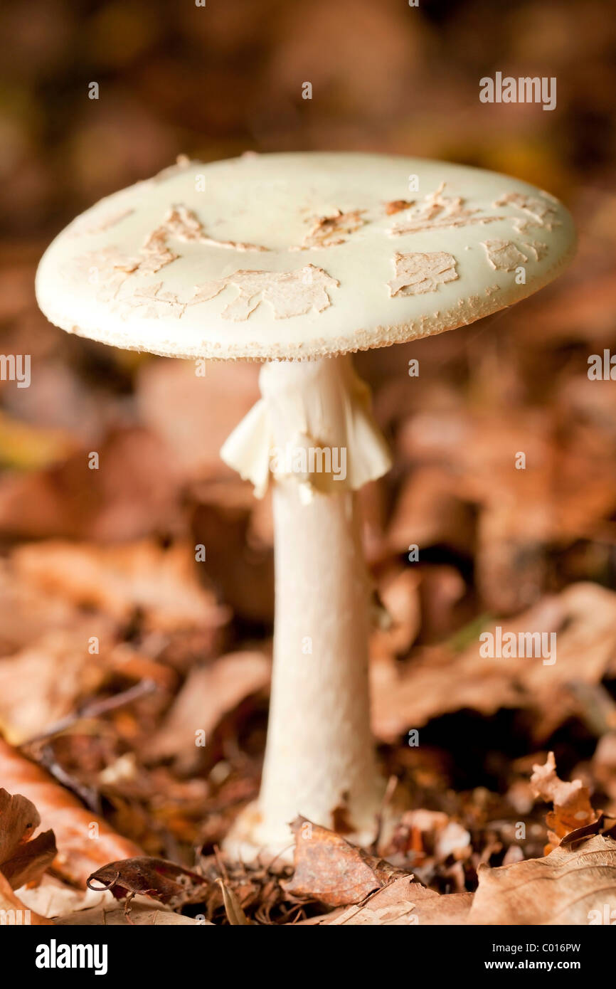 False death cap mushroom (Amanita citrina) Stock Photo