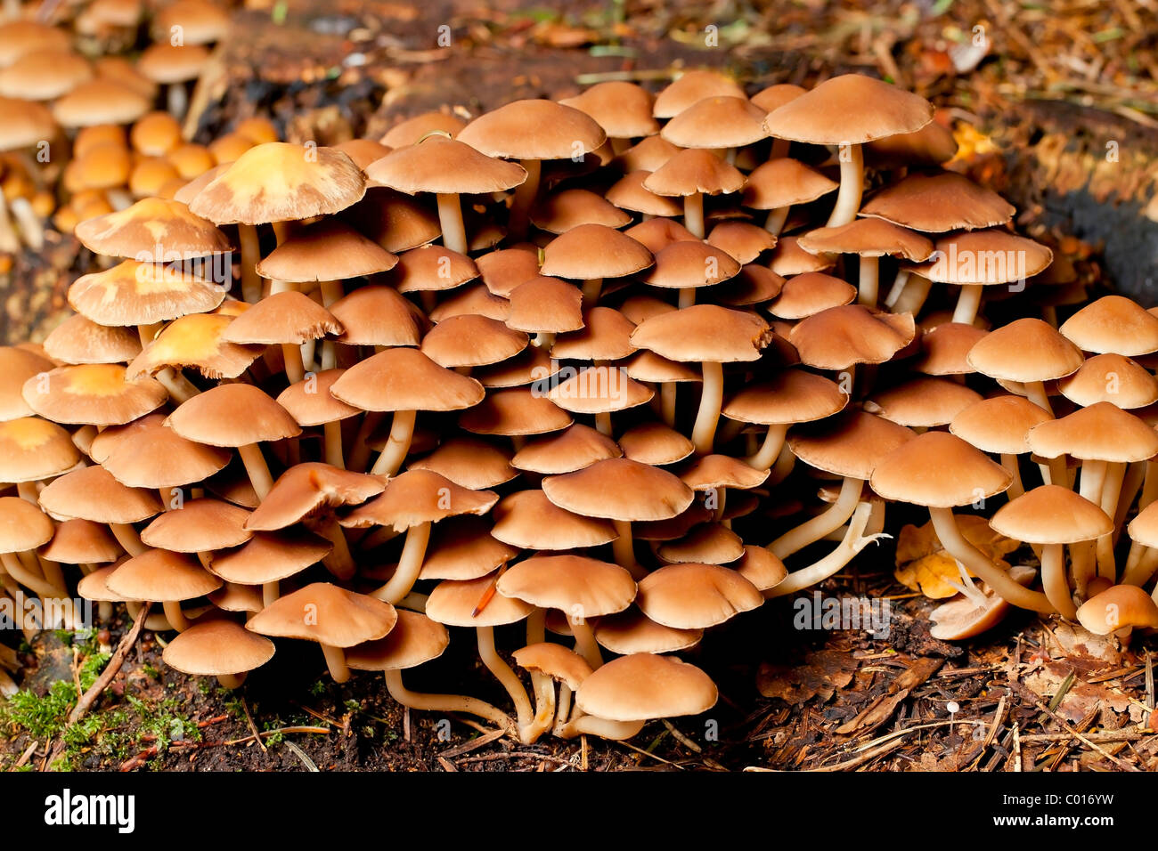 Sulphur tuft mushrooms (Hypholoma fasciculare) Stock Photo