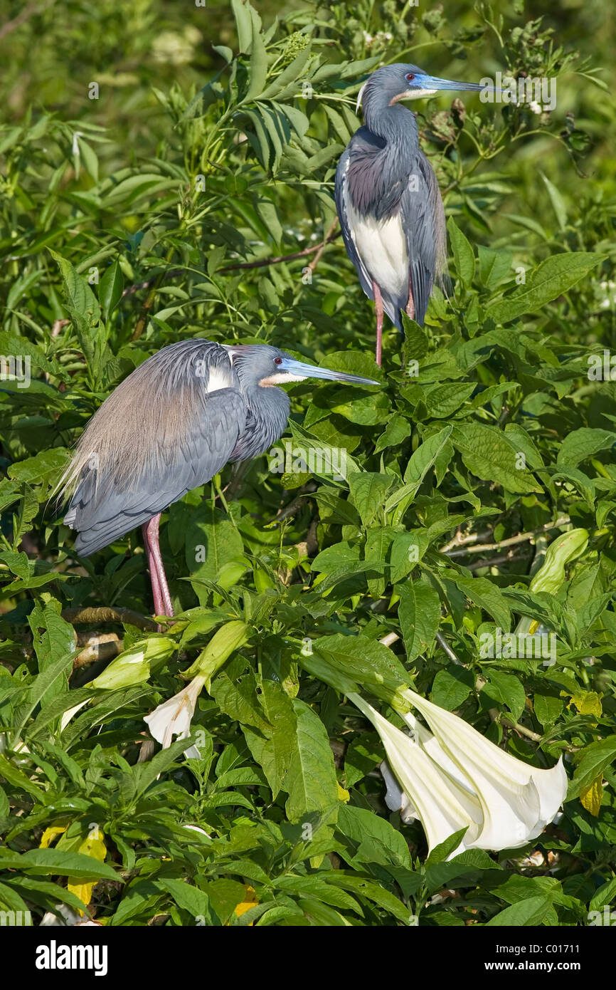 A breeding pair of Tri-colored heron Stock Photo