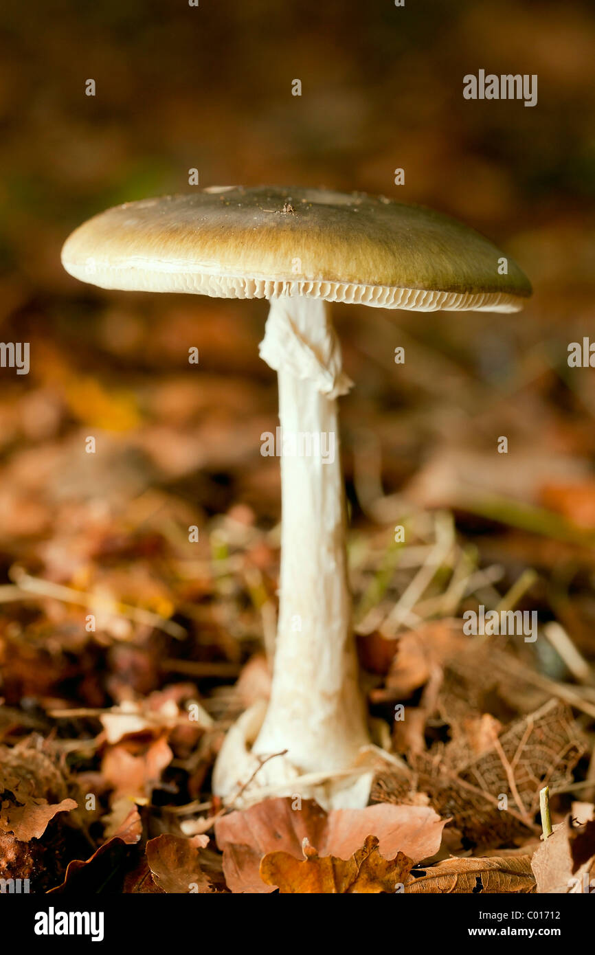 Death cap mushroom (Amanita phalloides) Stock Photo