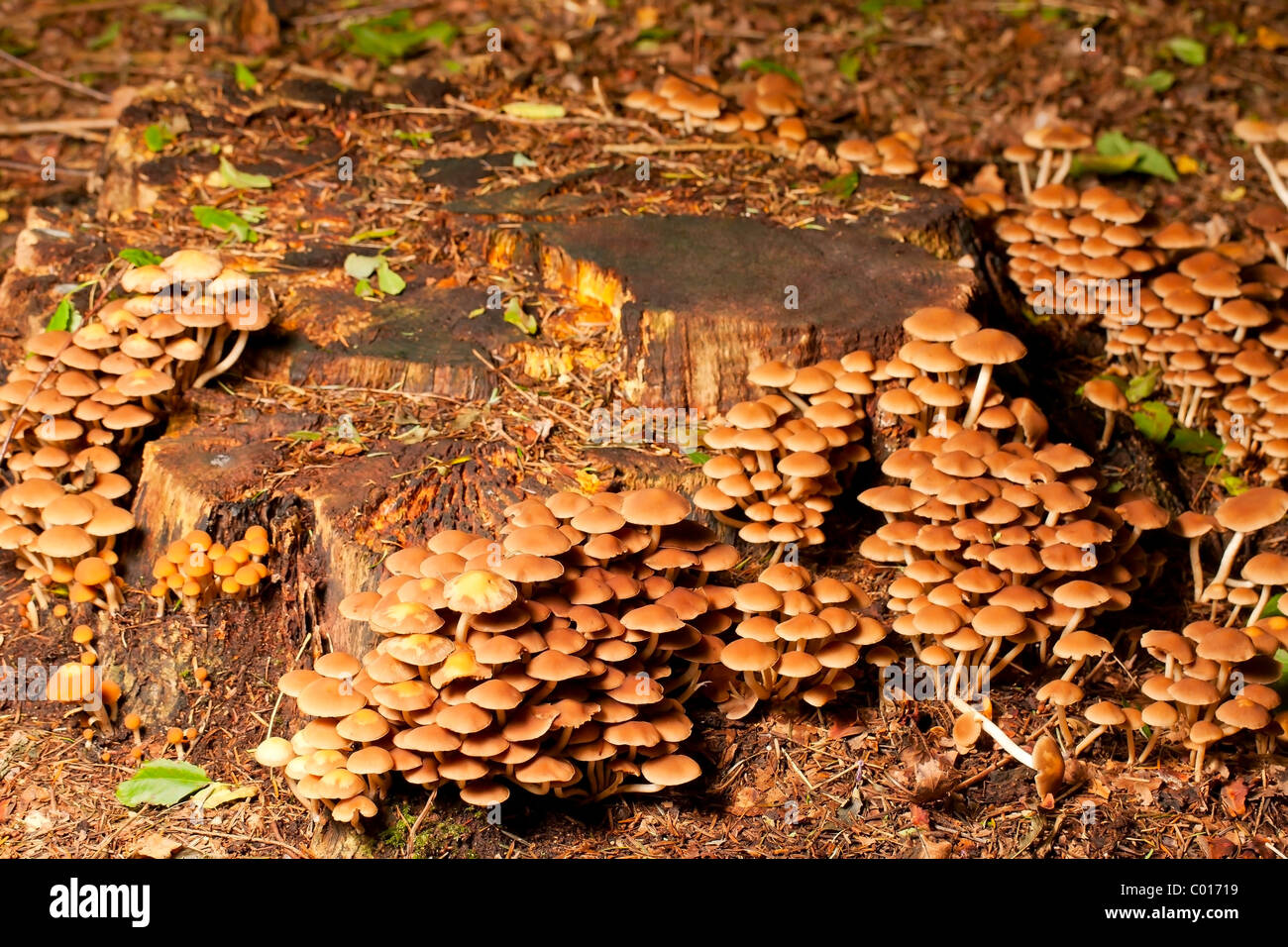 Sulphur tuft mushrooms (Hypholoma fasciculare) Stock Photo
