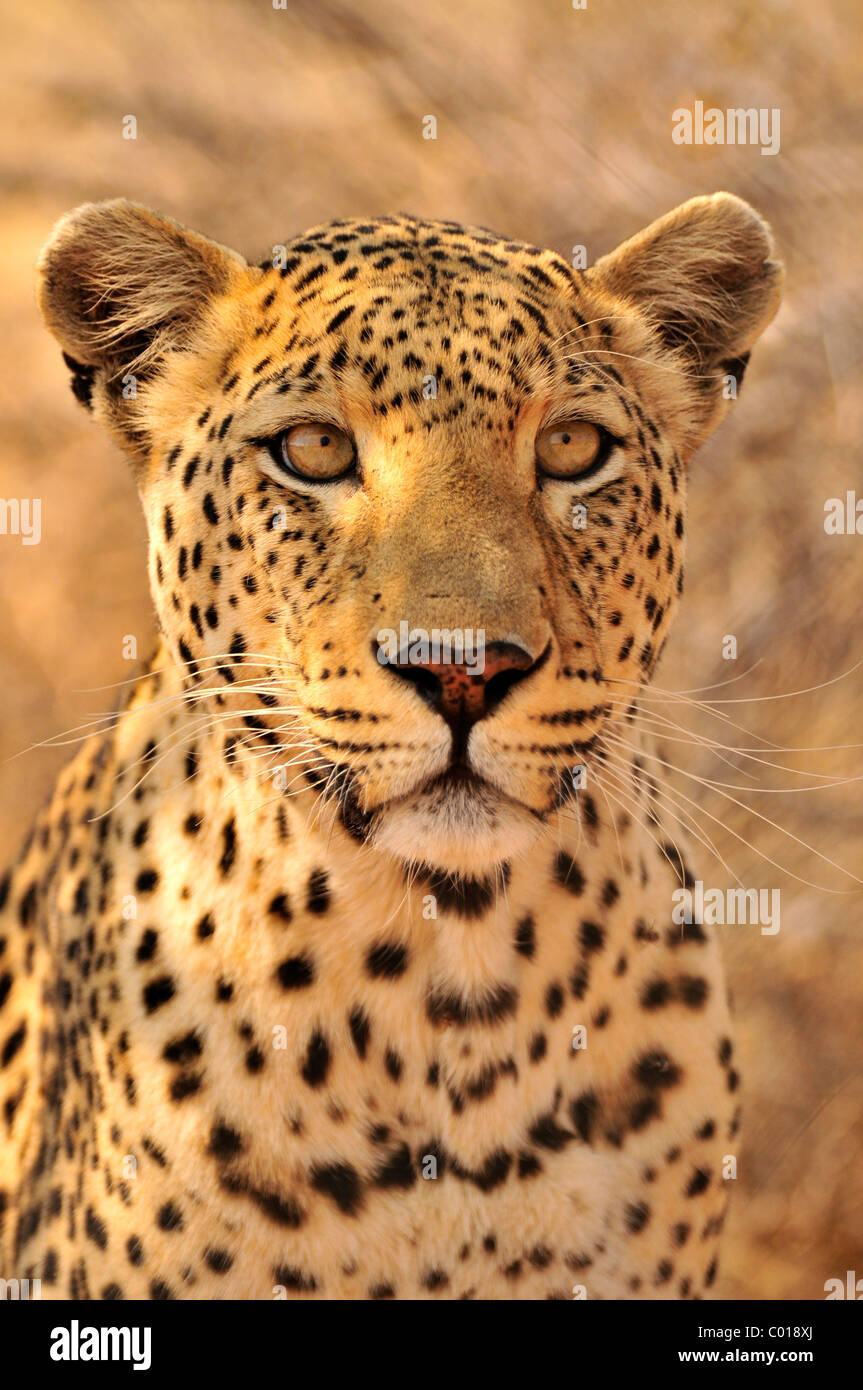 Leopard (Panthera pardus) in the Kgalagadi Transfrontier Park, Kalahari, South Africa, Africa Stock Photo