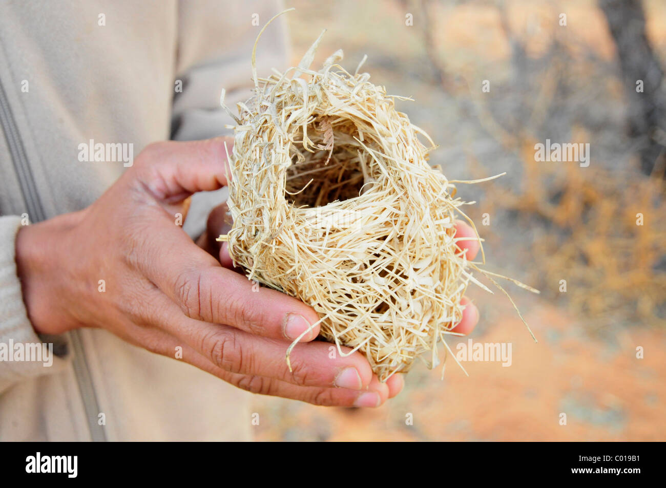 Weaver bird's nest in the hands of a guides of the !Xaus Lodge in the Kalahari, Kgalagadi Transfrontier Park, South Africa Stock Photo