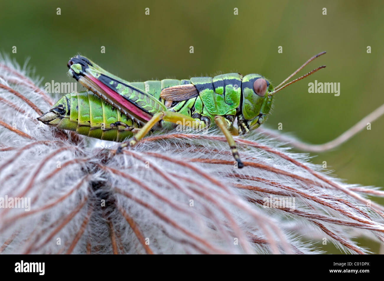 Alpine Grasshopper (Miramella alpina), Nationalpark Nockberge National Park, Carinthia, Austria, Europe Stock Photo