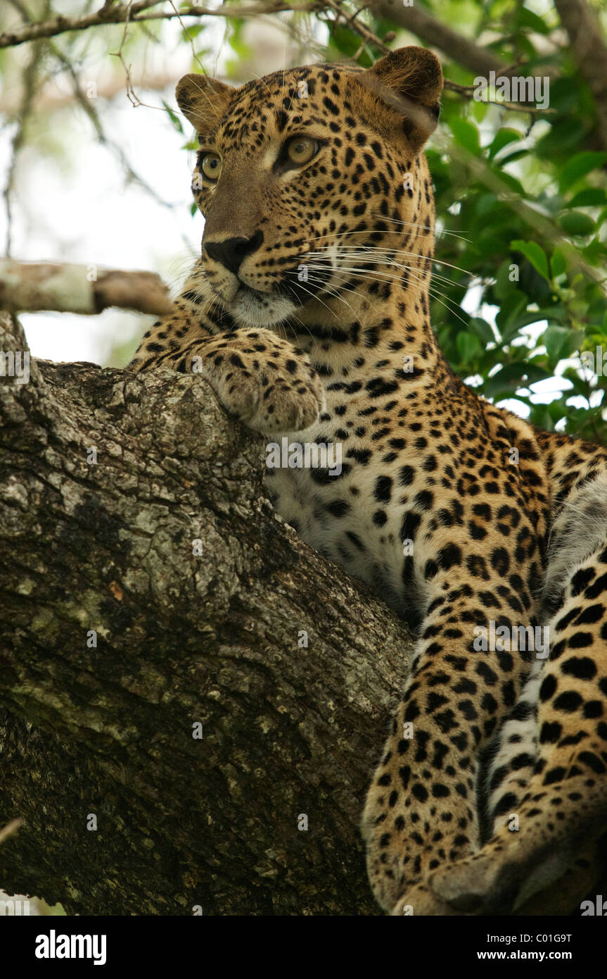 A leopard resting on a tree branch in Yala National Park Sri Lanka Stock Photo