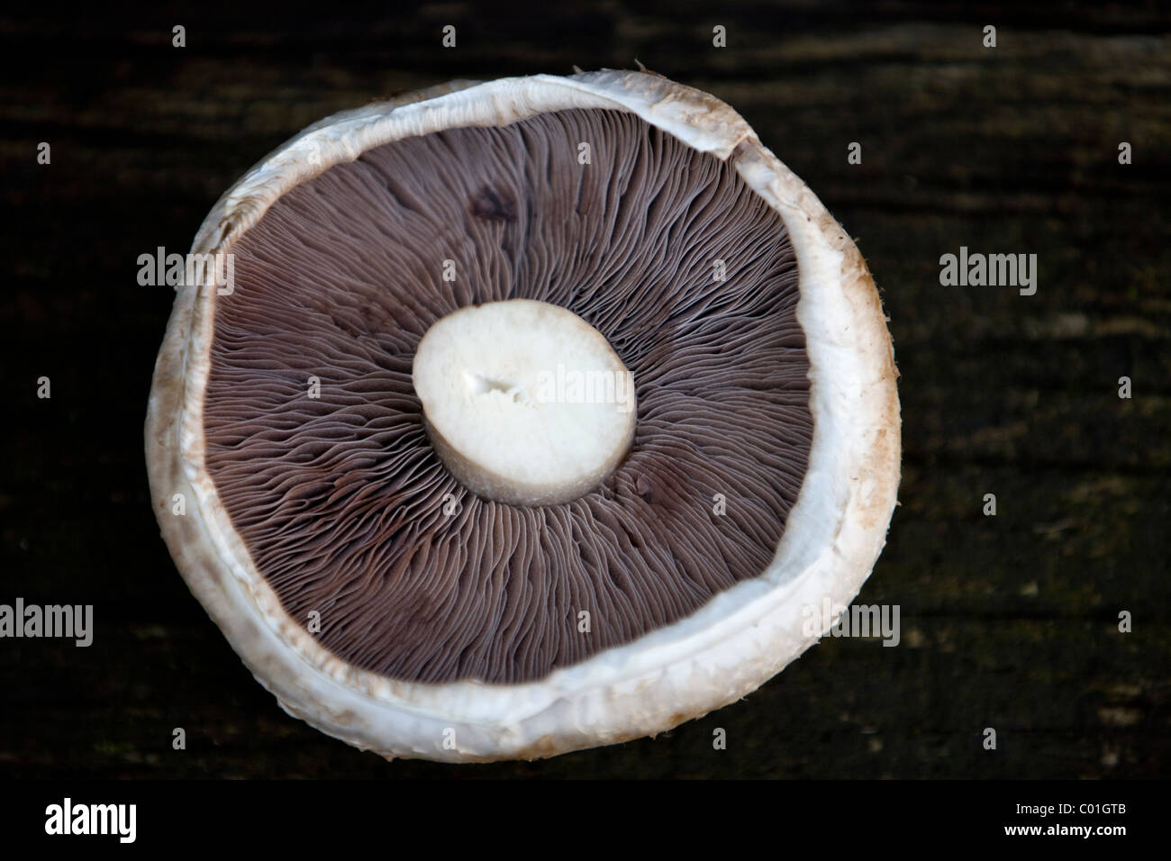 The underside of a mushroom Stock Photo Alamy