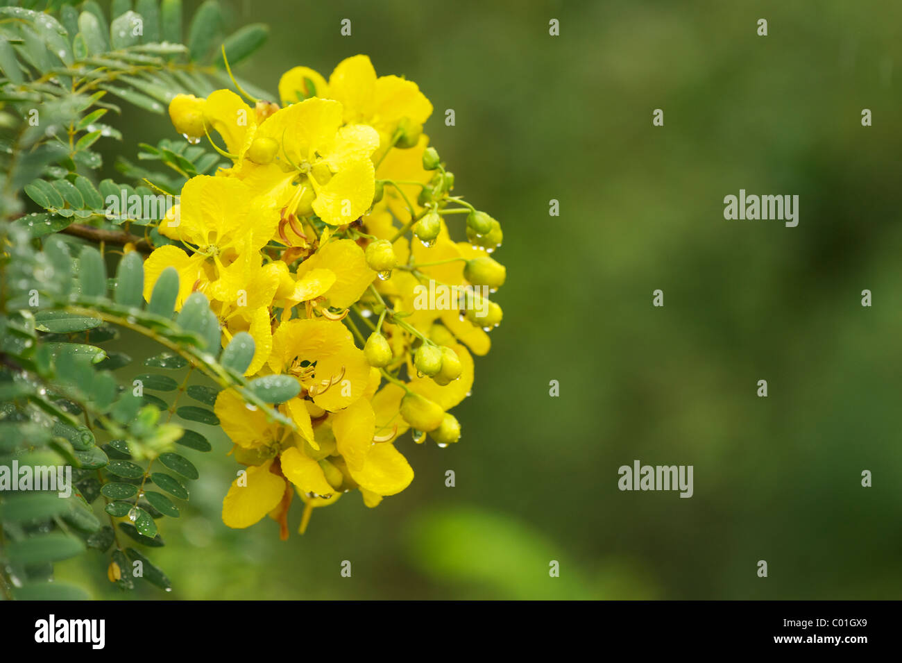 Ranawara (Senna auriculata) flowers Sri Lanka Stock Photo - Alamy