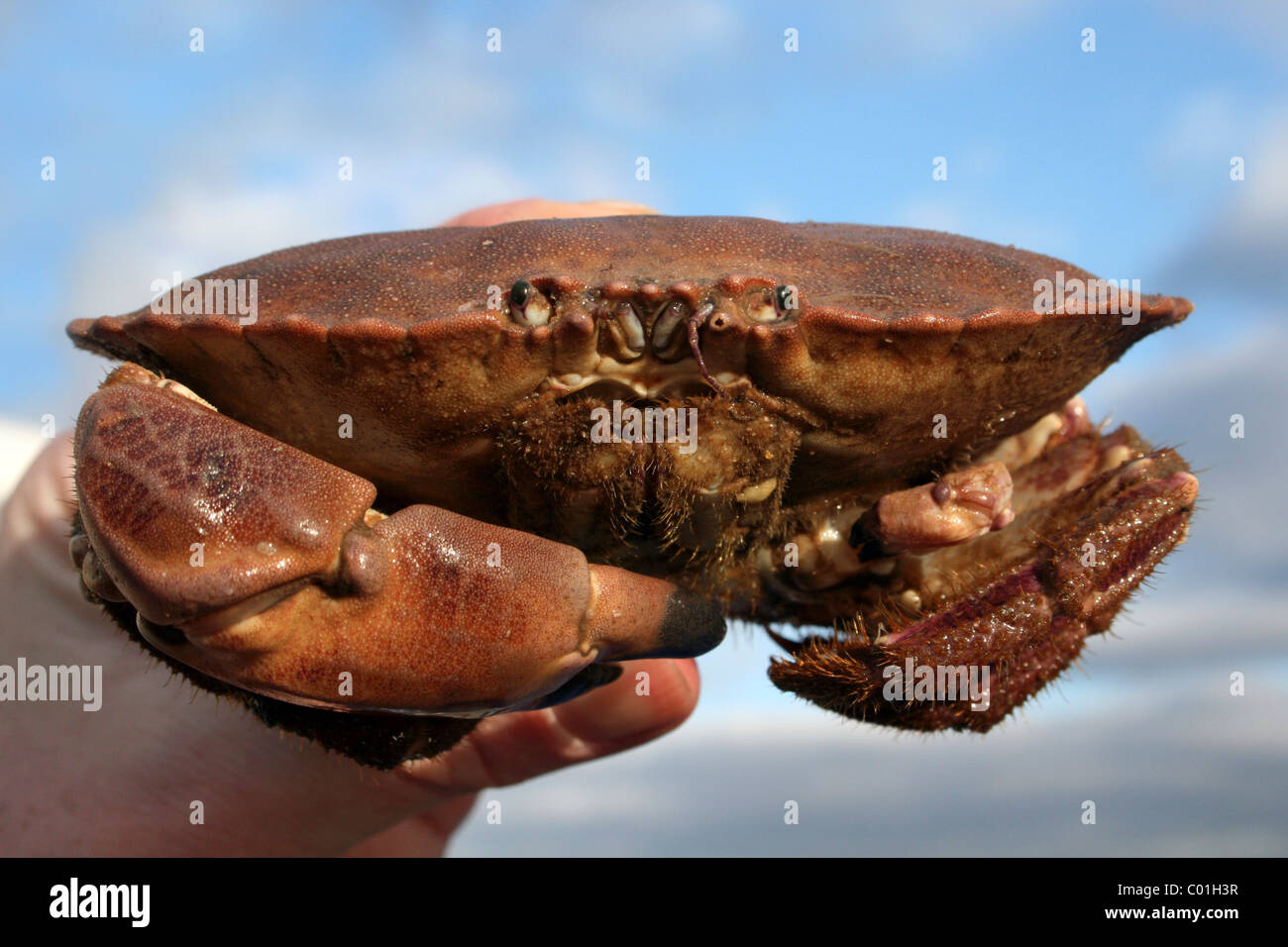 Male Edible Crab Cancer pagurus Caught During Beamtrawling In The River Mersey, Liverpool, UK Stock Photo