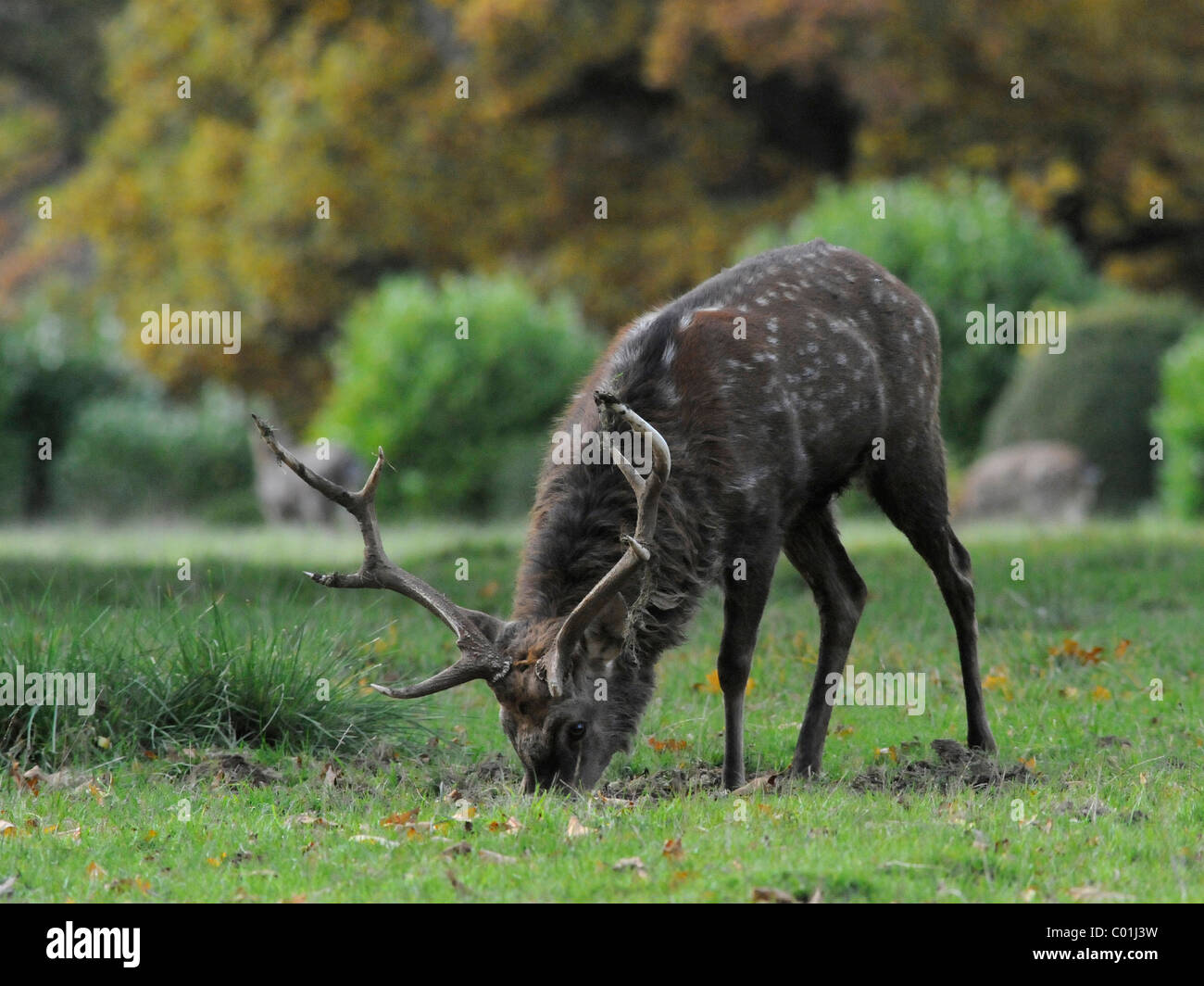 A young deer eating grass. Stock Photo