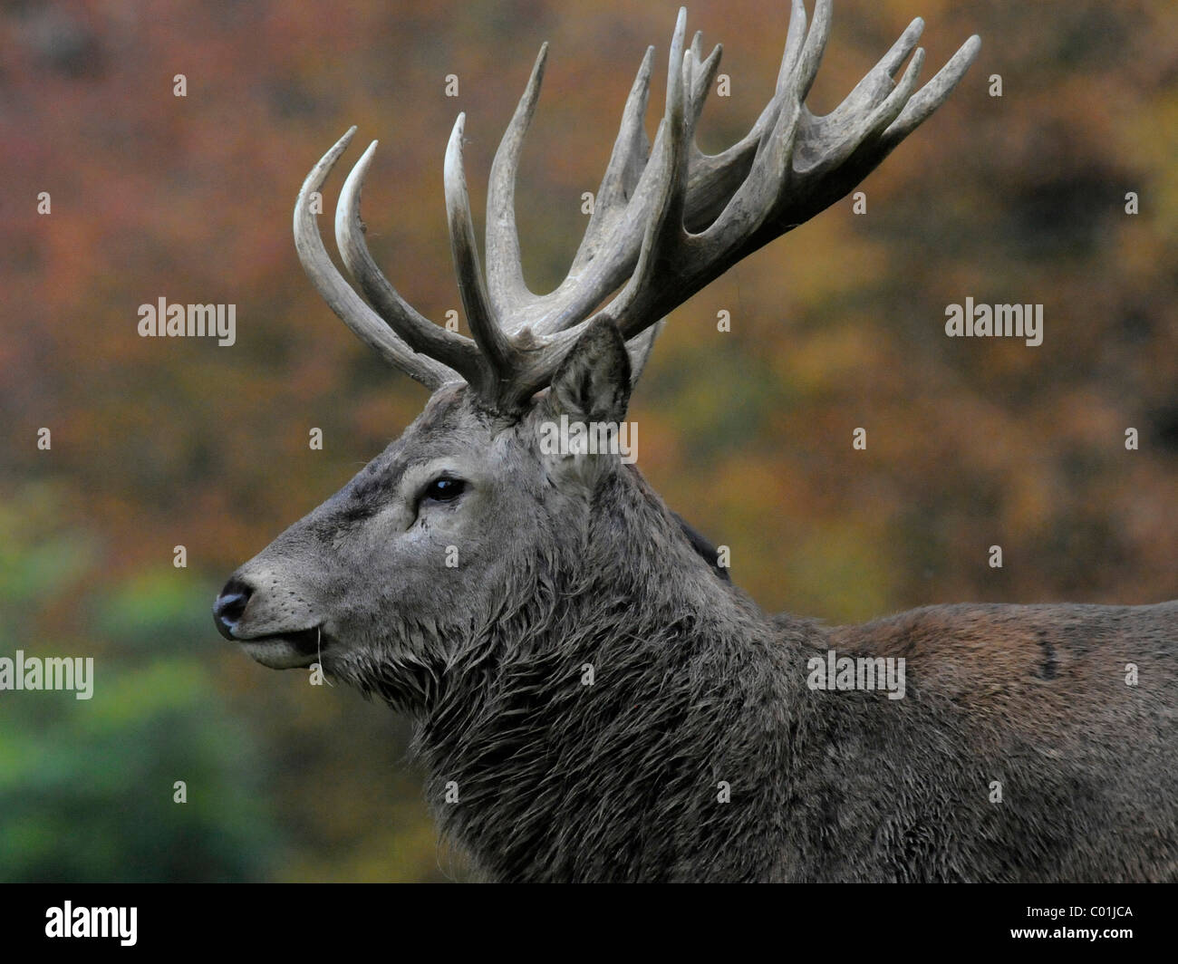 An adult male red deer, with antlers in the British countryside. Stock Photo
