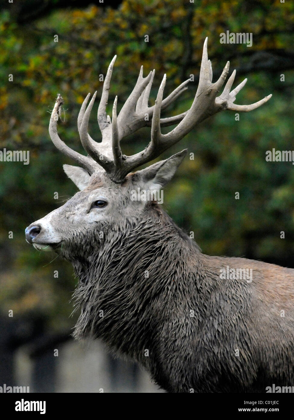 An adult Red Deer stag covered in mud, with antlers. Stock Photo
