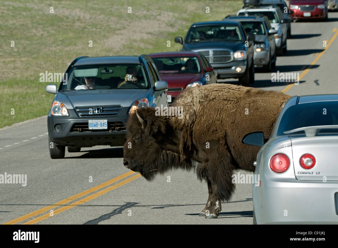 Bison (Bison bison), crossing a road, Yellowstone National Park, Wyoming, USA, America Stock Photo