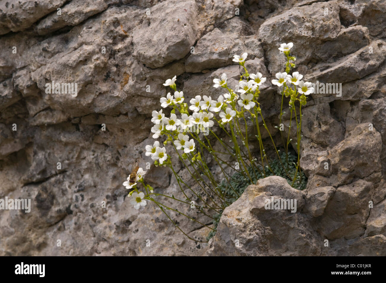 Bluish Saxifrage (Saxifraga caesia), Nauders-Alm, Karwendelgebirge mountains, Tyrol, Austria, Europe Stock Photo