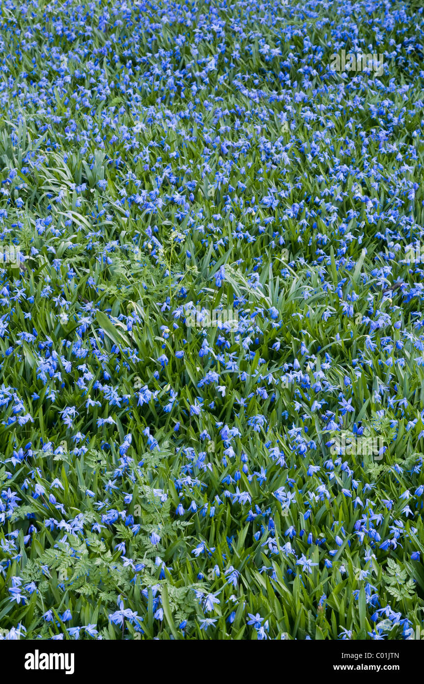 Siberian squill, wood squill or spring beauty (Scilla siberica), Schwaz, Tyrol, Austria, Europe Stock Photo