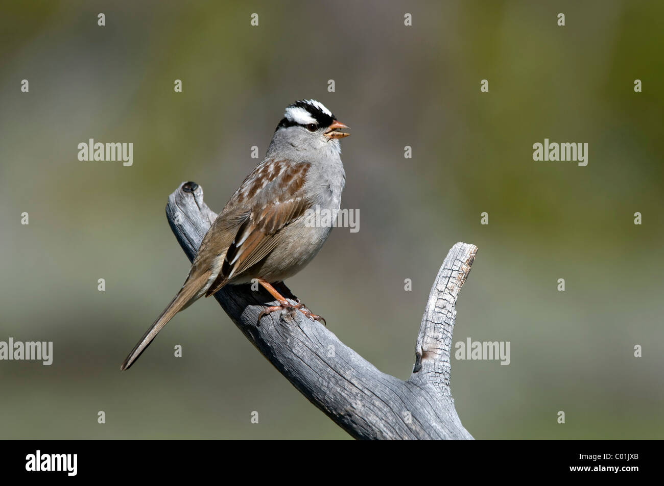 White-crowned Sparrow (Zonotrichia leucophrys), Yellowstone National Park, Wyoming, USA, America Stock Photo