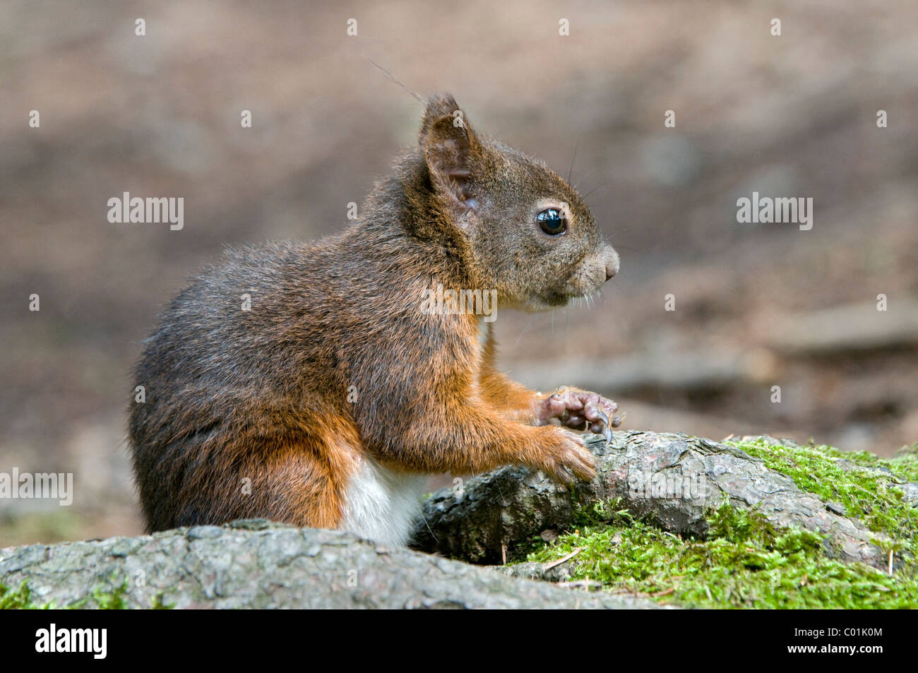 Squirrel (Sciurus vulgaris), Tyrol, Austria, Europe Stock Photo