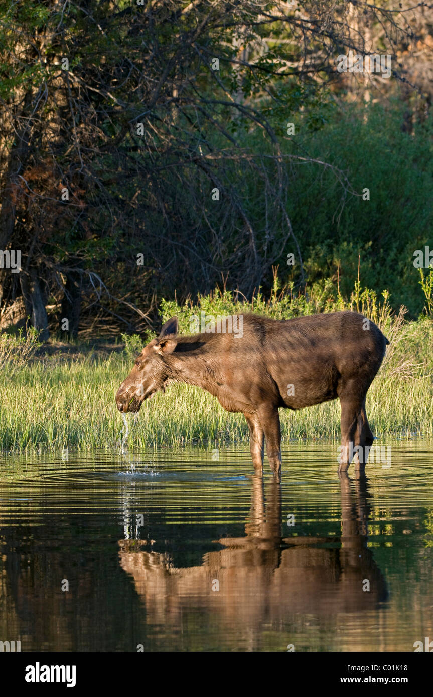 Moose (Alces alces), female, Grand Teton National Park, Wyoming, USA, North America Stock Photo
