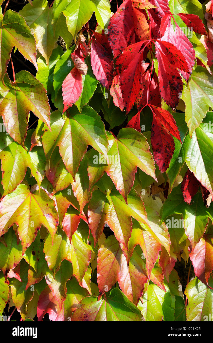 Virginia creeper or five-leaved ivy (Parthenocissus quinquefolia 'Engelmannii') and Japanese creeper, Boston ivy, Grape ivy, Stock Photo