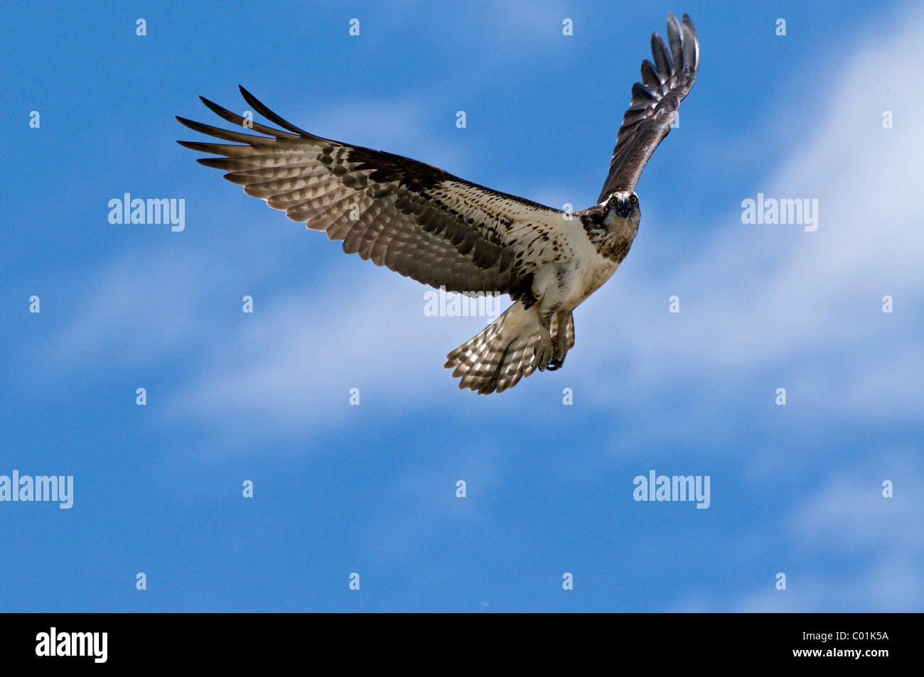 Ospreys photos hires stock photography and images Alamy