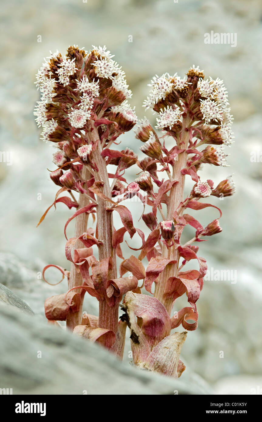 Common Butterbur (Petasites hybridus), Ladiz-Alm, Karwendel Mountains, Austria, Europe Stock Photo