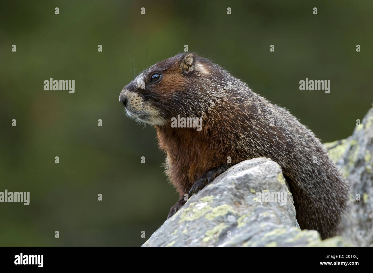 Groundhogs hi-res stock photography and images - Page 2 - Alamy