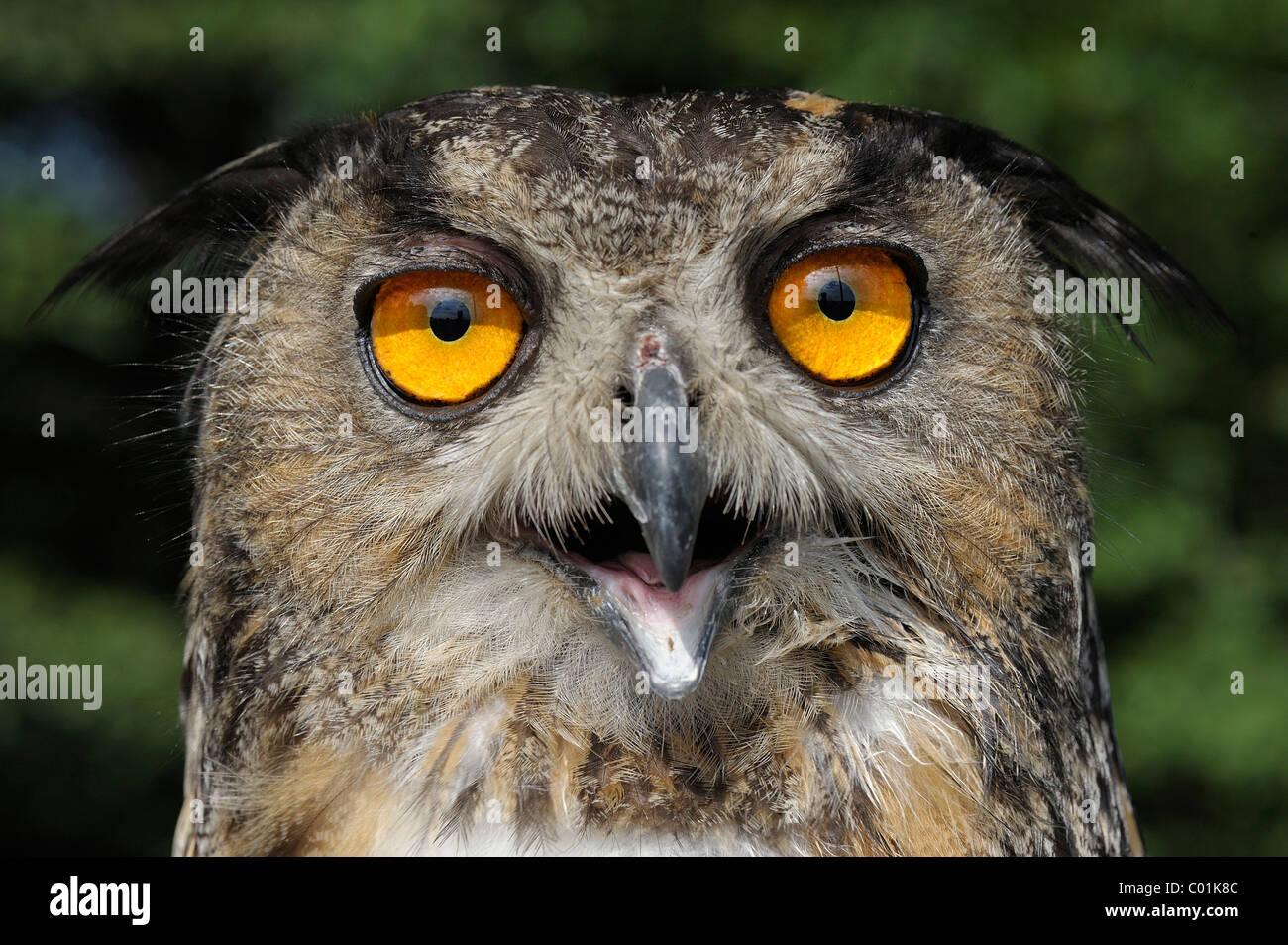 Eurasian eagle owl (Bubo bubo) Stock Photo