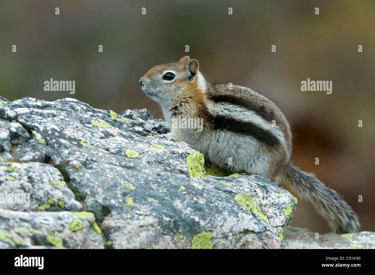 Golden-mantled ground squirrel (Spermophilus lateralis), Grand Teton National Park, Wyoming, USA, North America Stock Photo