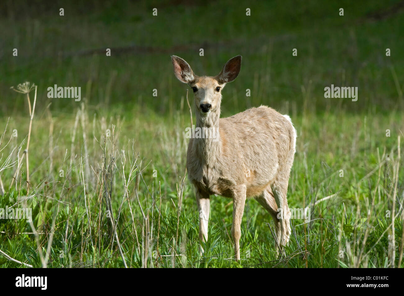 Mule Deer (Odocoileus hemionus), Yellowstone National Park, Wyoming, USA, North America Stock Photo