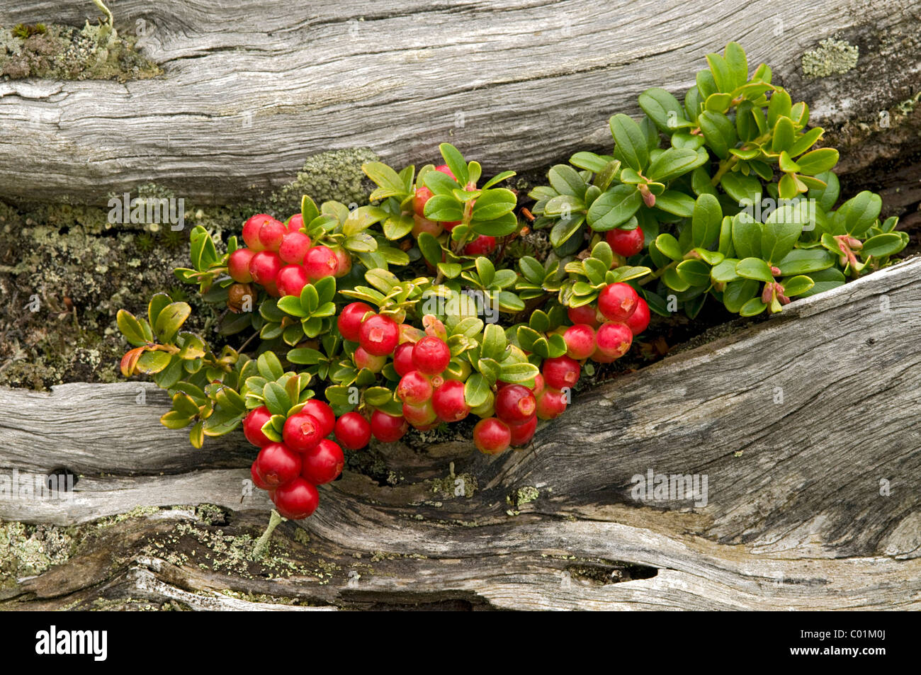 Cowberry or Lingonberry (Vaccinium vitis-idaea), Nockberge National Park, Carinthia, Austria, Europe Stock Photo