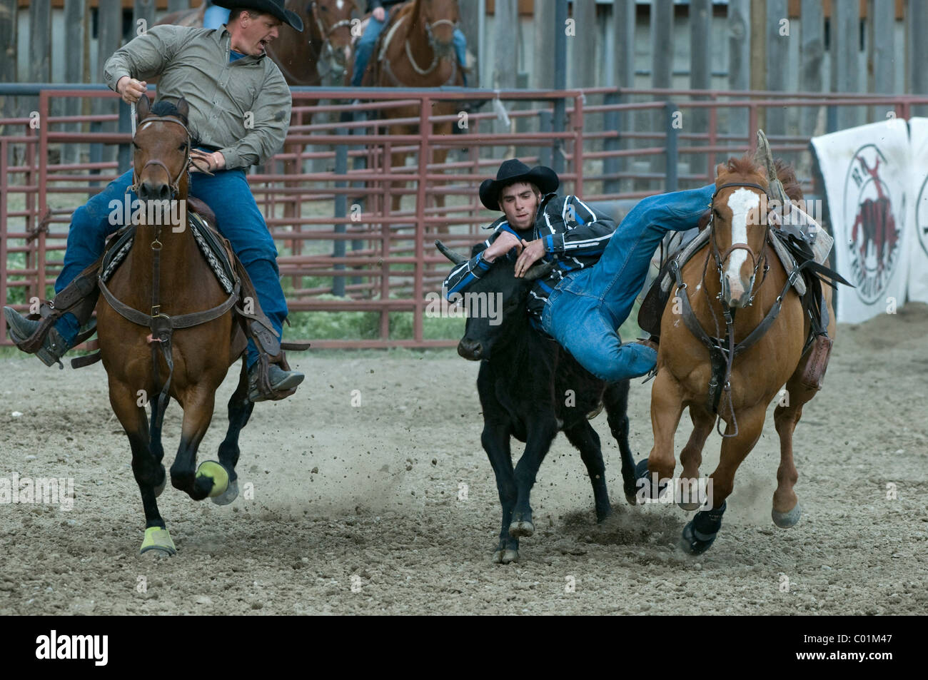 Gardiner Rodeo Usa montana cowboys on cattle hi-res stock photography and images - Alamy
