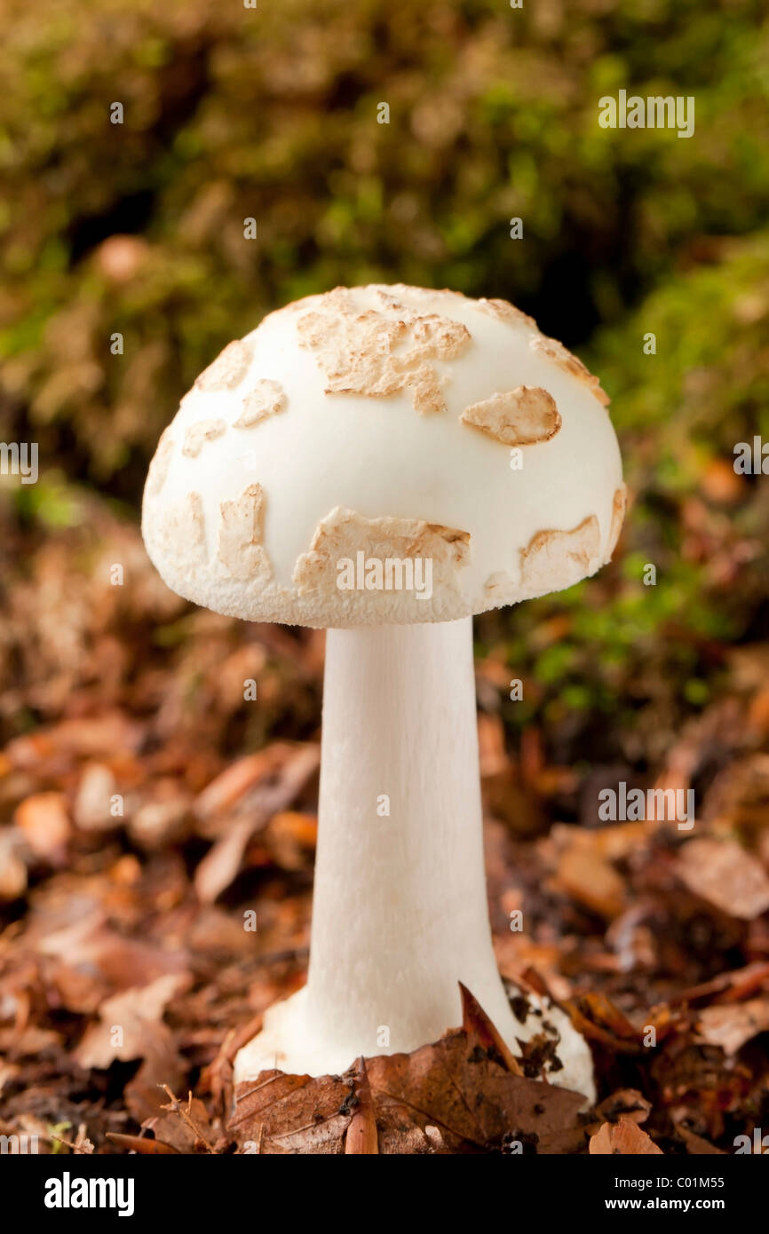 False death cap or Citron amanita mushroom (Amanita citrina) Stock Photo