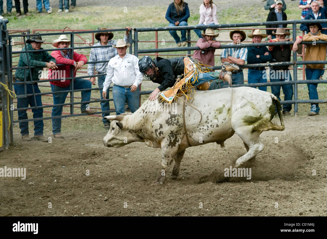 Gardiner Rodeo Photos of cowboys at rodeo hi-res stock photography and images - Alamy