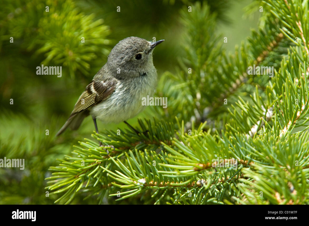 Ruby-crowned Kinglet (Regulus calendula), female, Grand Teton National ...
