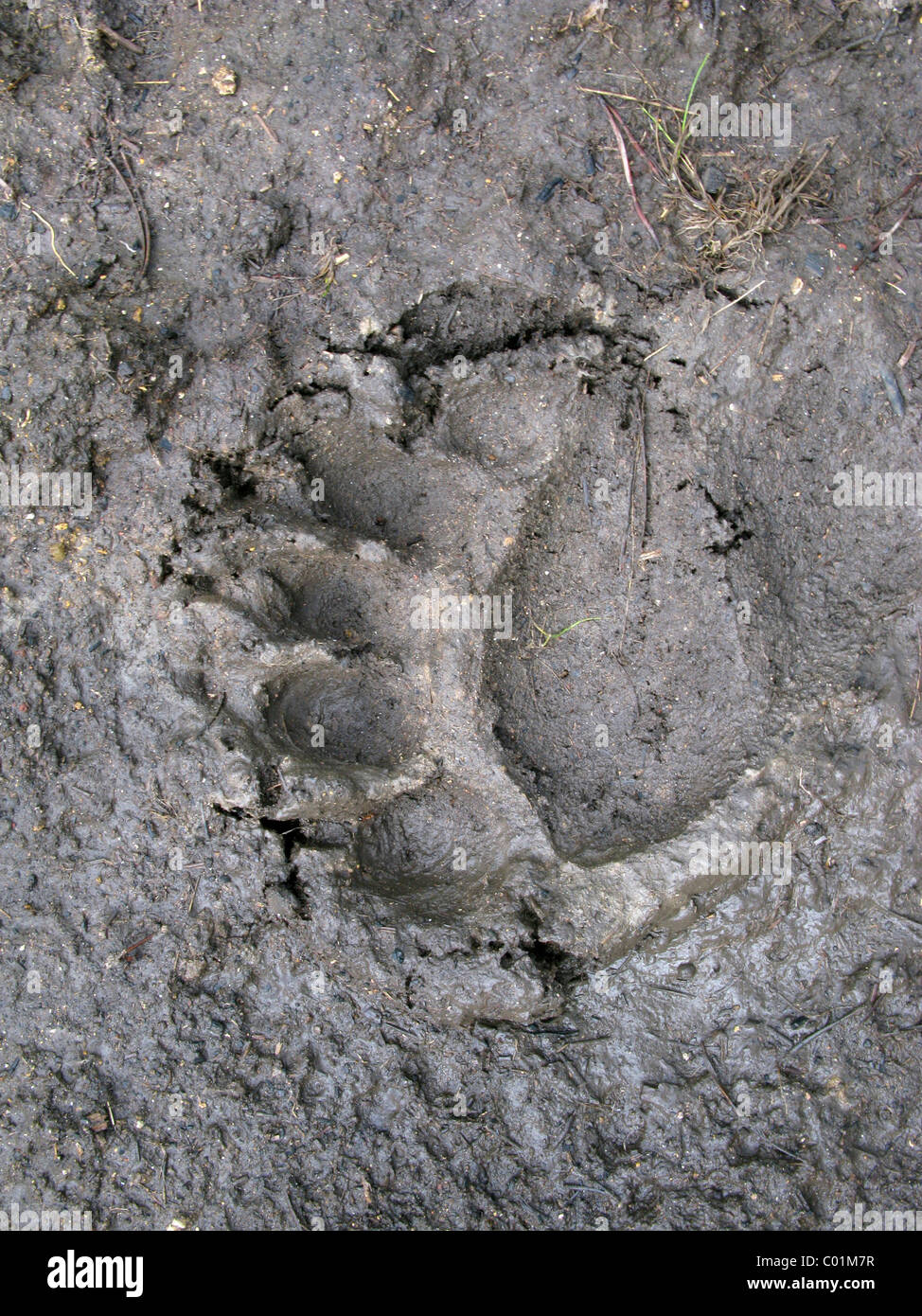Footprint, American black bear (Ursus americanus), Yellowstone National Park, Wyoming, USA, North America Stock Photo
