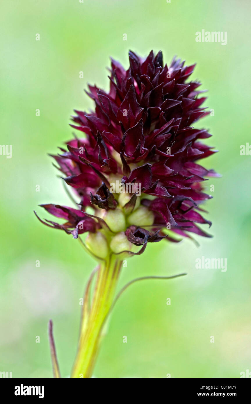 Black Vanilla Orchid (Nigritella nigra), Nauders-Alm alpine pasture, Karwendel Mountains, Tyrol, Austria, Europe Stock Photo
