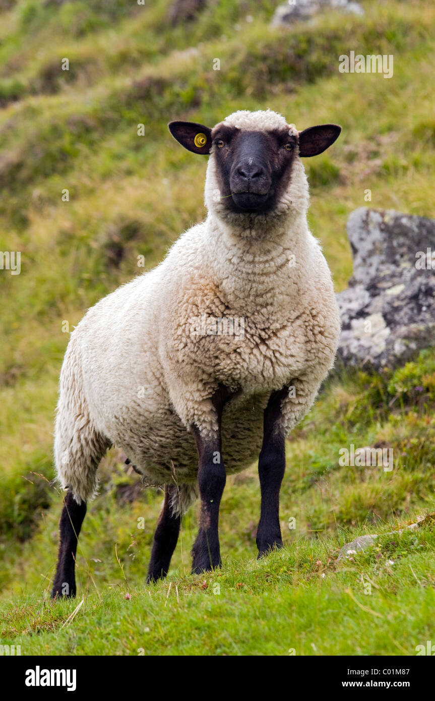 Black-headed sheep, Sonnberg-Alm alpine pasture, St. Sigmund, Sellrain, Tyrol, Austria, Europe Stock Photo