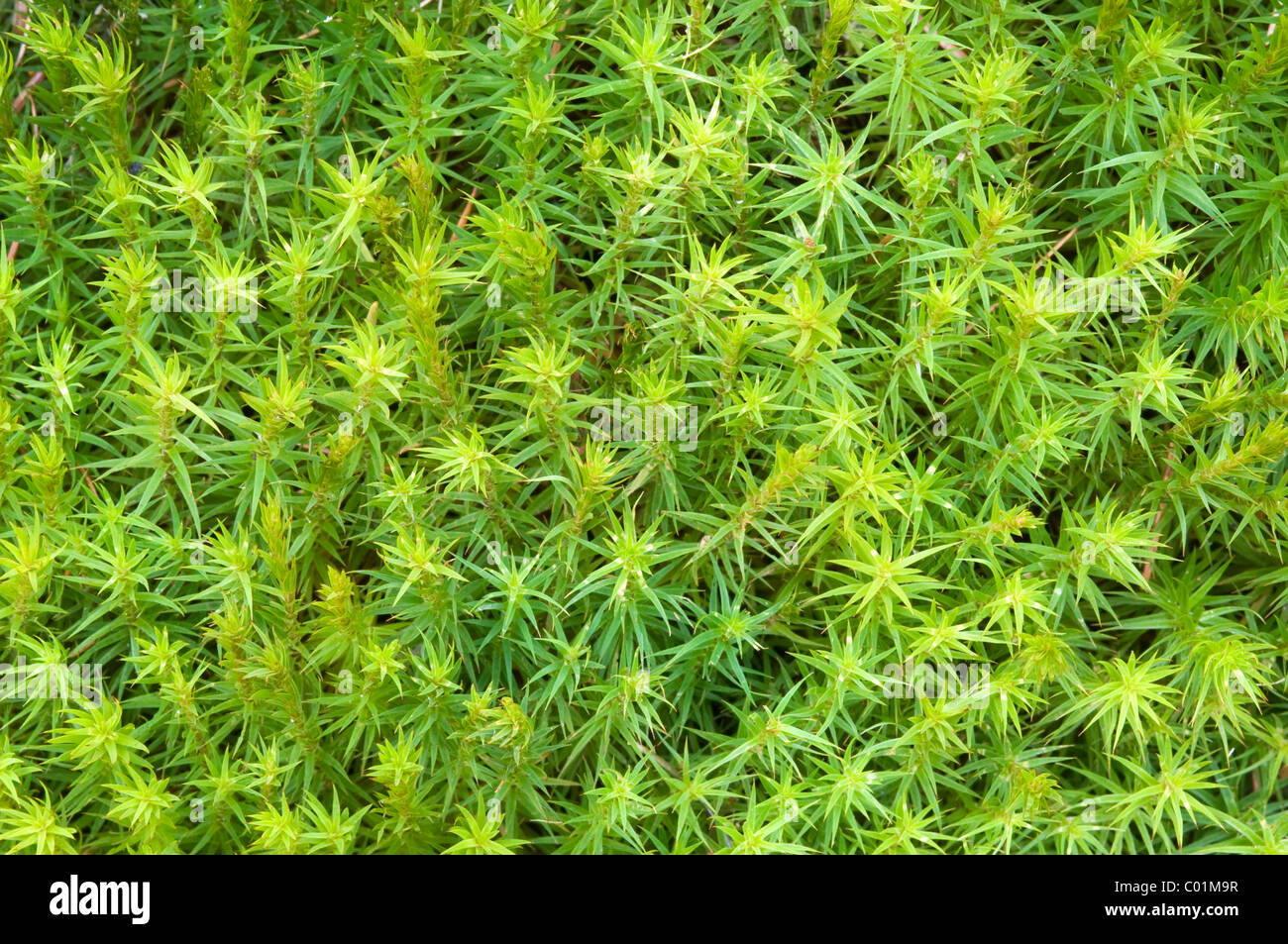 Beautiful Hair-moss (Polytrichum formosum), Schwaz, Tyrol, Austria, Europe Stock Photo