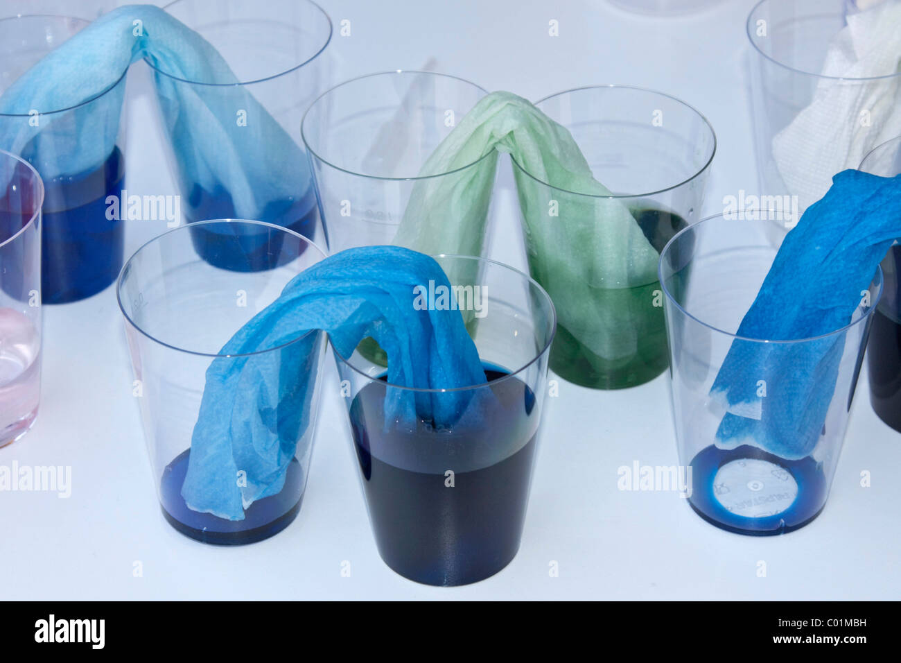 Demonstration of capillary action, capillarity, experiment with coloured water, plastic cups and paper towels Stock Photo