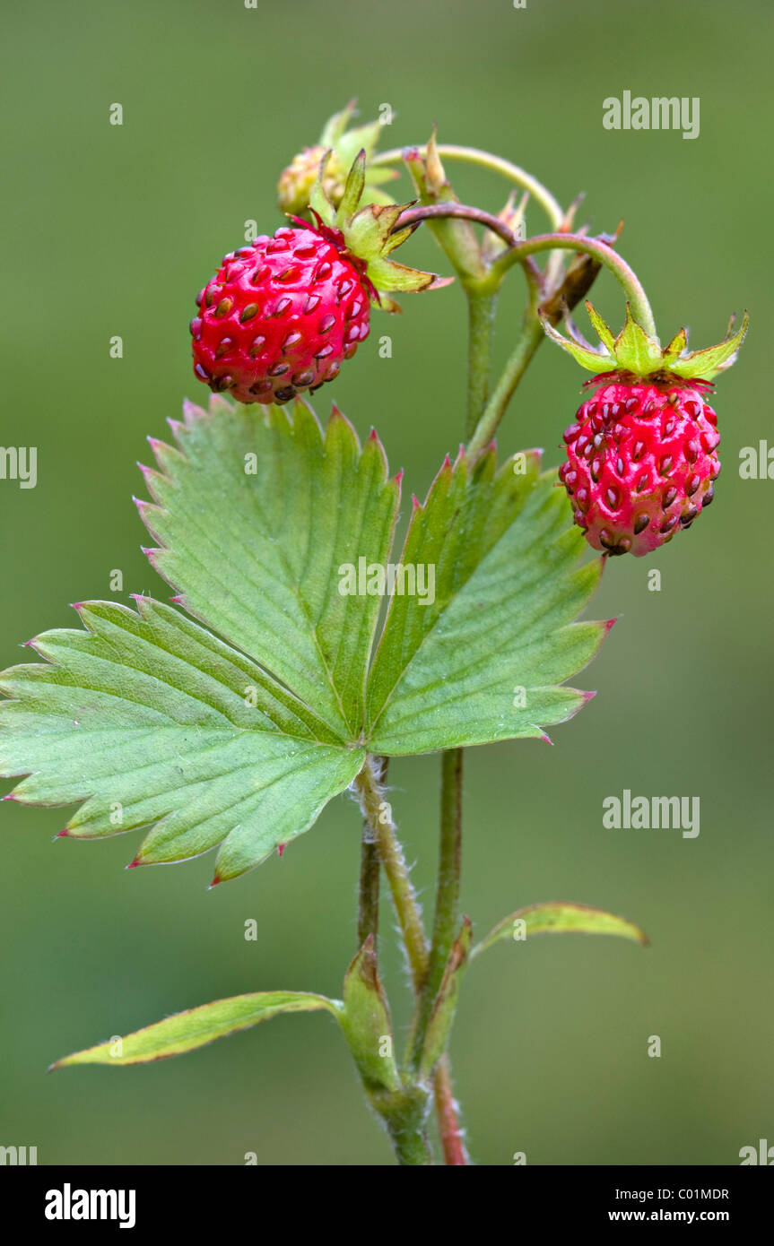 Woodland strawberry (Fragaria vesca), Nockberge National Park, Carinthia, Austria, Europe Stock Photo